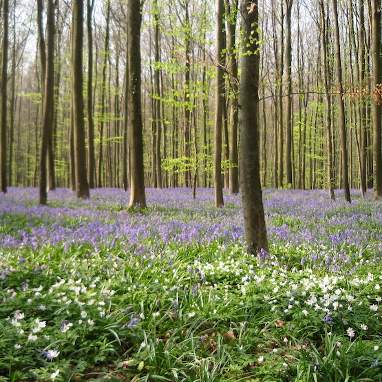 ベルギー　ハルの森　ブルーベル